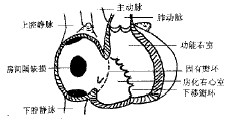 ebstein畸形中三尖瓣的解剖特征及其临床意义