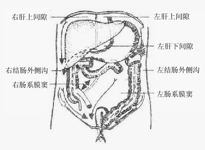 後 腹膜 器官