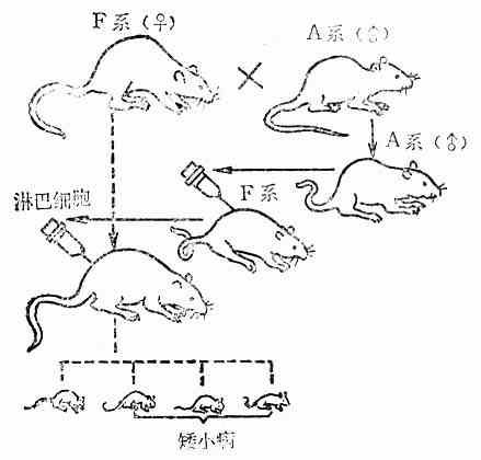 图10-6 大鼠的gvh反应产生矮小病的模式图