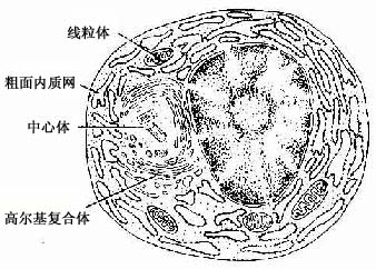 图3-8 浆细胞超微结构模式图
